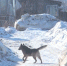 sobaki.jpg - Vesti-Magadan.Ru