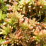 Sphagnum sp. - Заповедник Магаданский