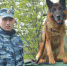 В Магадане была раскрыта кража с помощью полицейской собаки Барон - Magadan.Sm.News