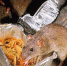 Rat 01.08.2023 - Газета Магаданская правда