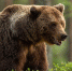 European,Brown,Bear,In,Forest,At,Summer - Сетевое издание Говорит Магадан