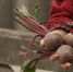 woman gathering beets from farm - Газета Магаданская правда