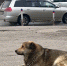 Анастасия Бехтольд: Я люблю животных, но людей я люблю больше - Газета Магаданская правда