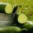Подруга-продуманка мажет сковороду свежим огурцом - зачем? Вот ответ - MagadanMedia.Ru