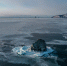 Подведены итоги конкурса фотографий «Тысяча настроений Охотского моря» - Kolyma.Ru