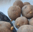 Дачники, 2 самых вкусных сорта картошки: Рассыпается во рту, урожайность - 450 кг с сотки - MagadanMedia.Ru
