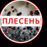 Колымчан проинформировали о действиях при грибке и плесени в доме - MagadanMedia.Ru