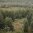 Магаданская область в лидерах по лесопатологическим обследованиям - Kolyma.Ru