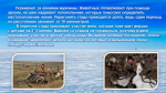Эвены – народ оленный