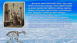 Эвены – народ оленный