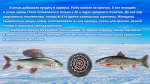 Эвены – народ оленный