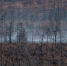 forest 020326 - Газета Магаданская правда