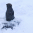 В Магадане +1, -3°C, снег - Газета Магаданская правда