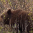 На Колыме проснулись медведи - Kolyma.Ru