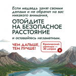 На Колыме с начала мониторинга медведи выходили к людям 144 раза