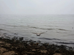 Александр Нестерович принял участие в субботнике к Всемирному дню моря
